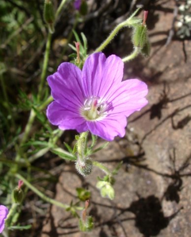 Geranium robustum flower with anthers